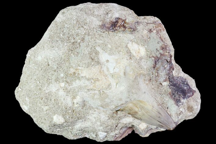 Otodus Shark Tooth Fossil in Rock - Eocene #111061
